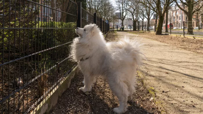 Stad Leuven ondertekent nieuw charter voor diervriendelijke gemeenten