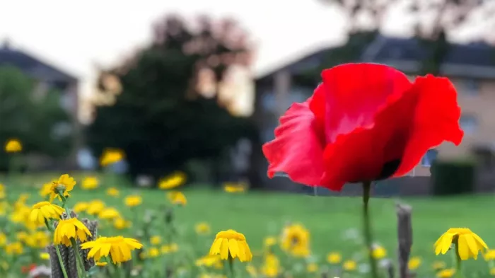 Gratis bijvriendelijk bloemenzaad