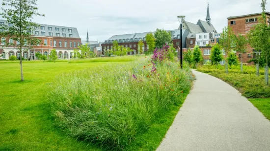 Bloeiende graslanden resultaat van succesvol ecologisch graslandbeheer in Leuven